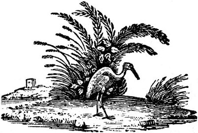 John Bweick - Block Print Heron 1795